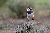 Capped Wheatear